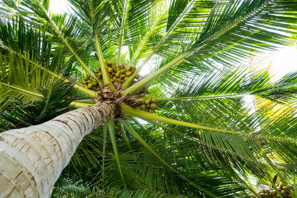 Palm Tree Types to Know