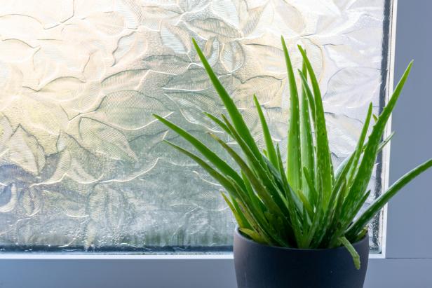 Aloe Vera house plant leaves set against a frosted, leaves embossed bathroom window with uPVC window frame.