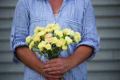 Planting and Growing Carnations