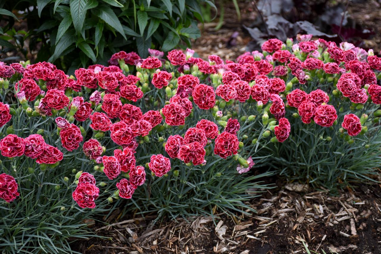 how-to-grow-carnation-flowers-in-your-home-garden-2022-masterclass