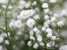 Learn to grow, tend and design with graceful Gypsophila in your garden and home