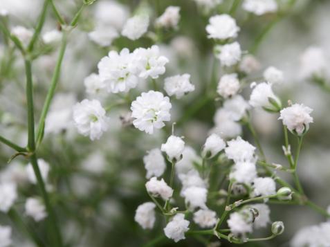 How to Plant and Enjoy Baby's Breath