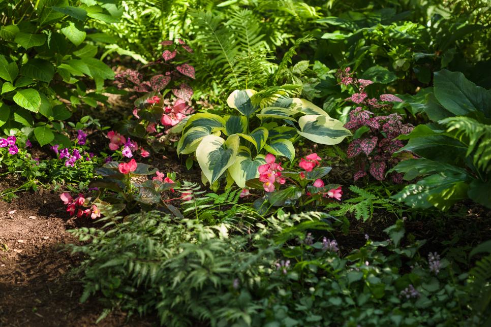 Shade-Loving Annual Flowers Add Color and Interest to Shadowy Spots