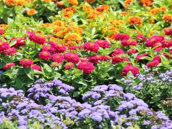 Rows of zinnias, marigolds and ageratum
