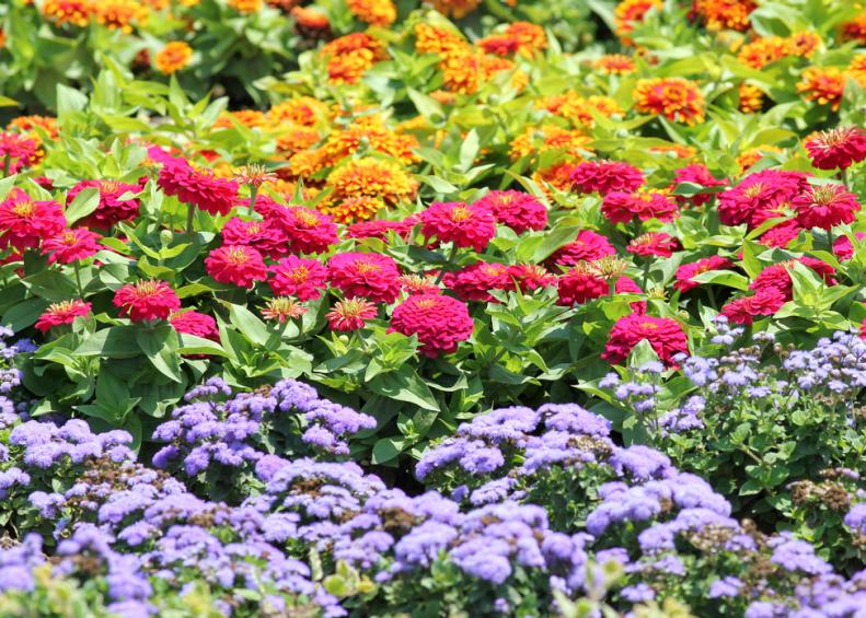 Rows of zinnias, marigolds and ageratum
