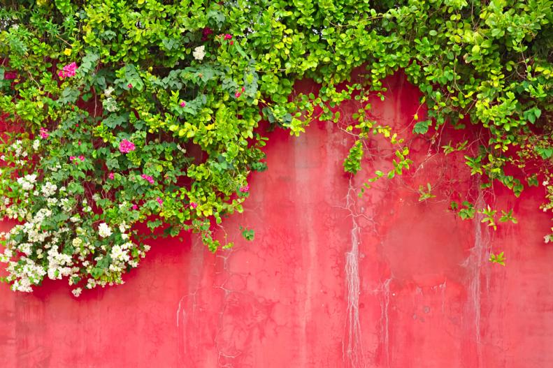 Flowering vines and green ivy trailing over an old, red concrete wall.