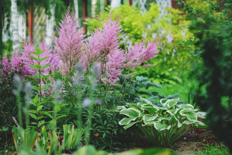 Hostas and astilbes planted in a shady garden border.