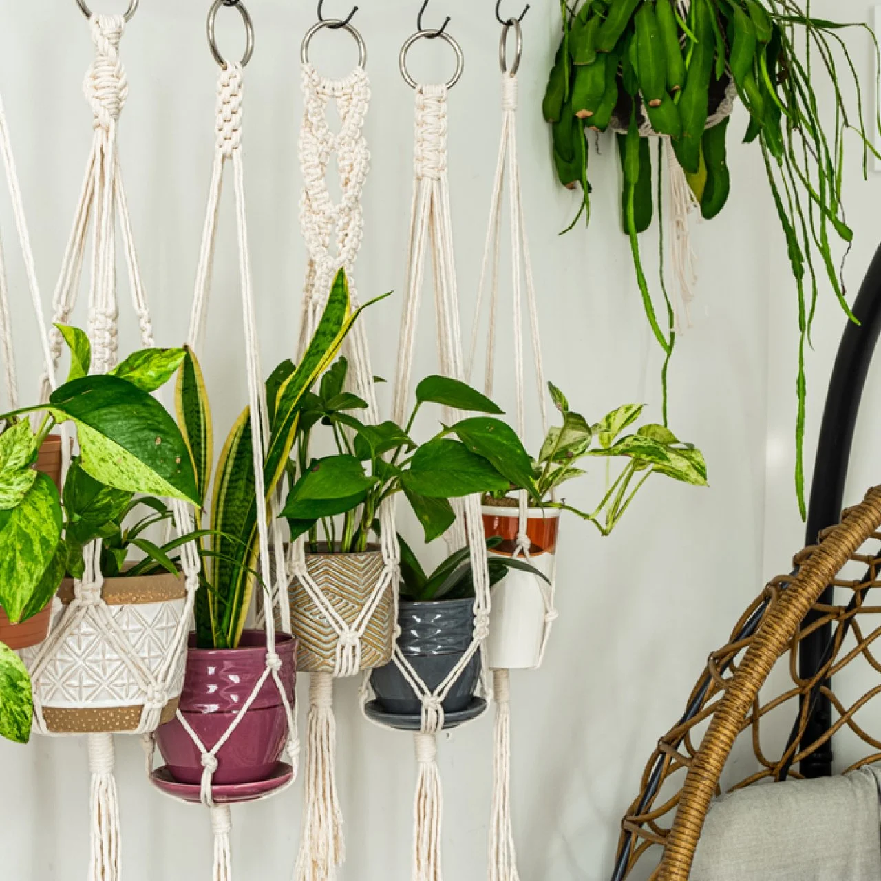 Best Outdoor Hanging Plants for Spring | HGTV