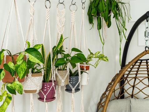 How to Hang Plants From the Ceiling