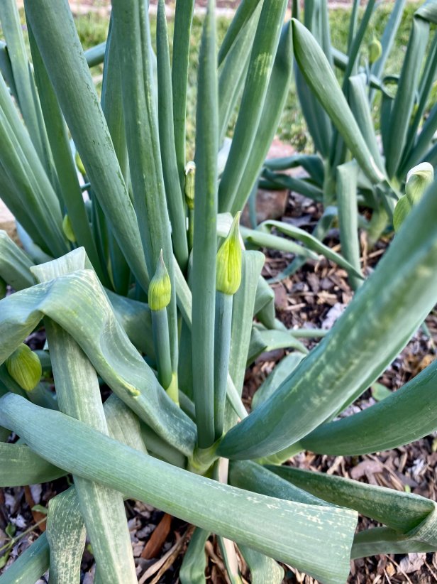 In late winter, bulblets are starting to form on a patch of Egyptian walking onions.