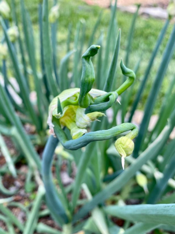 Egyptian walking onions are also called top set onions because they form bulblets atop stalks rather than flowers.