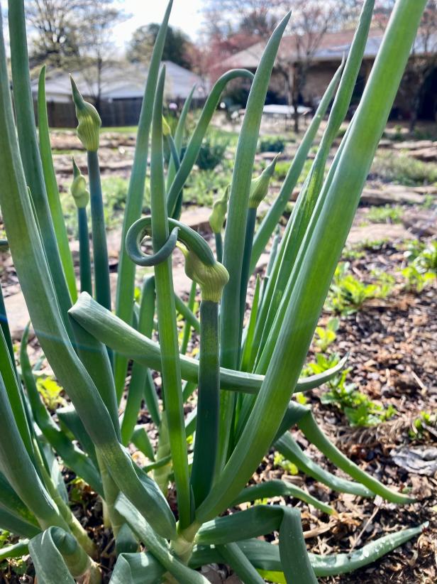 Rather than forming a full flower, Egyptian walking onions form a bulblet atop plant stems that becomes another plant.