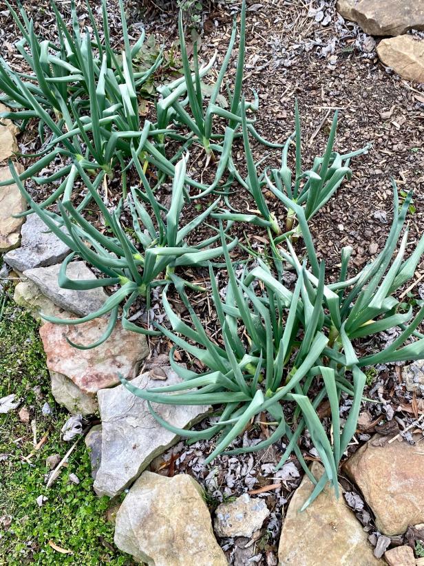As perennial onions, Egyptian walking onions grow through winter and come back year after year.