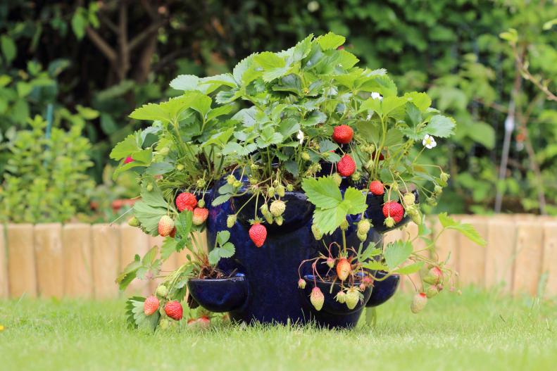 Potted Strawberry Plant