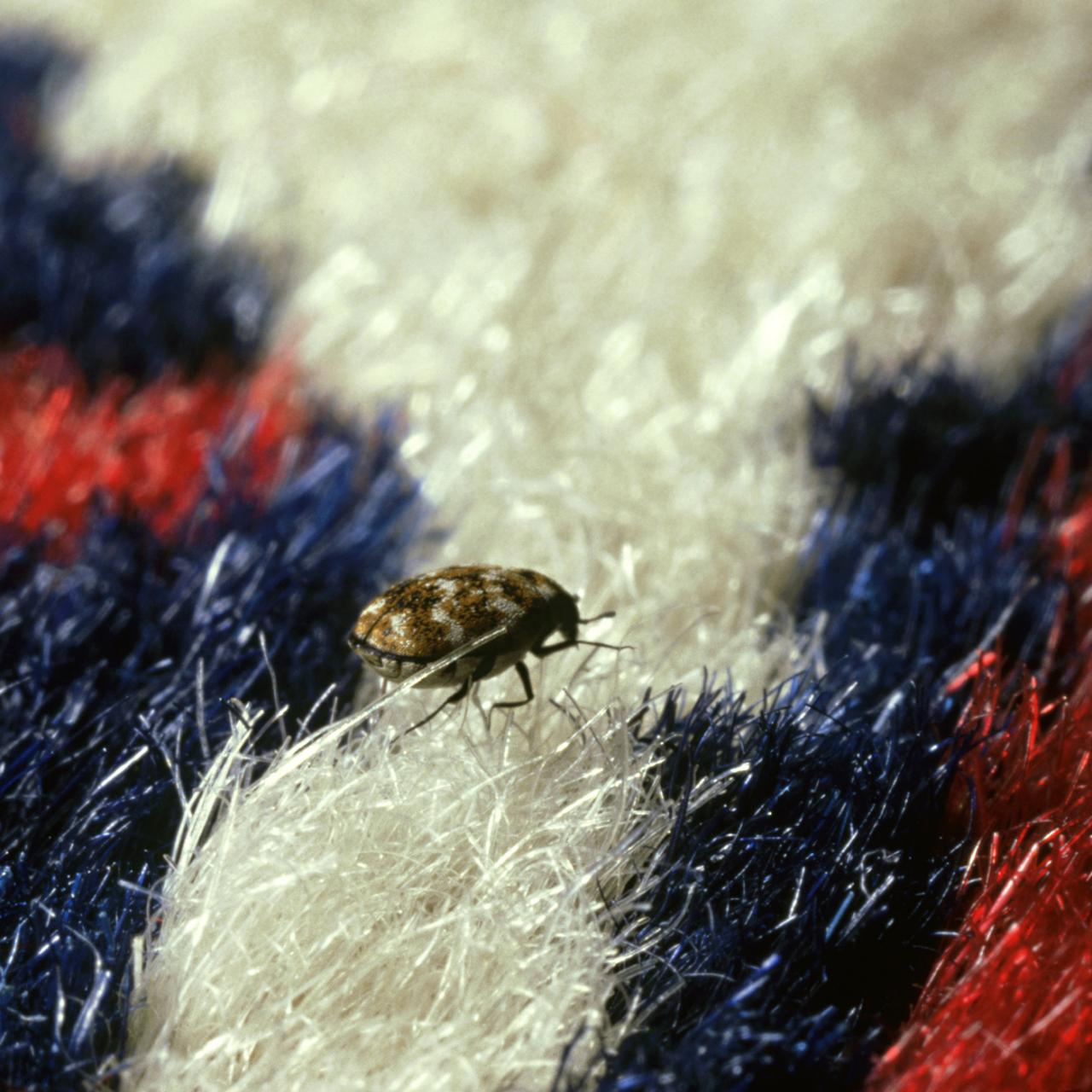 How To Get Rid Of Carpet Beetles | Hgtv