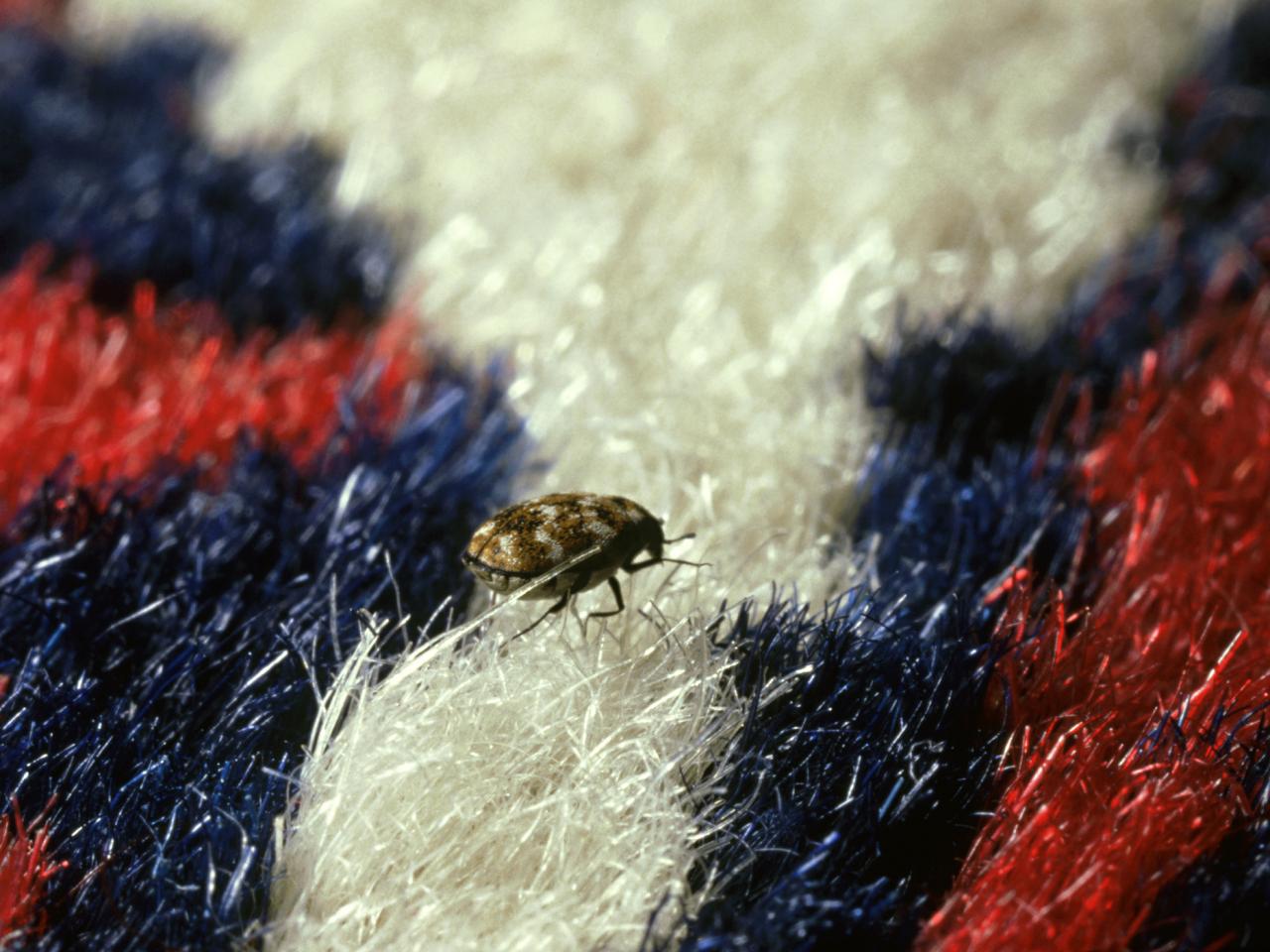 Get Rid of Pesky Carpet Beetles Once and for All!