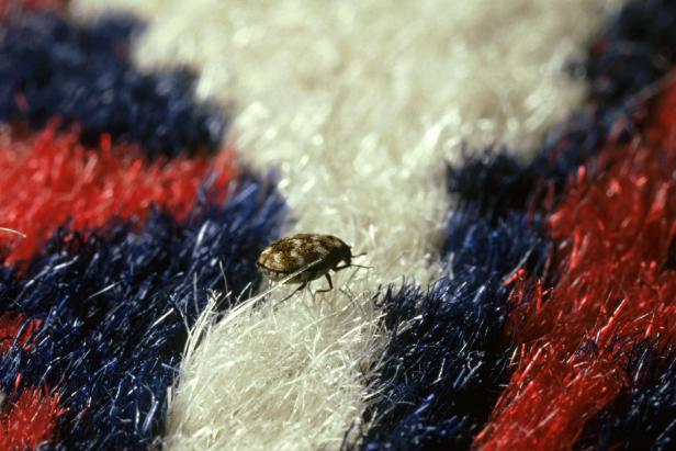 carpet beetle, anthrenus verbasci