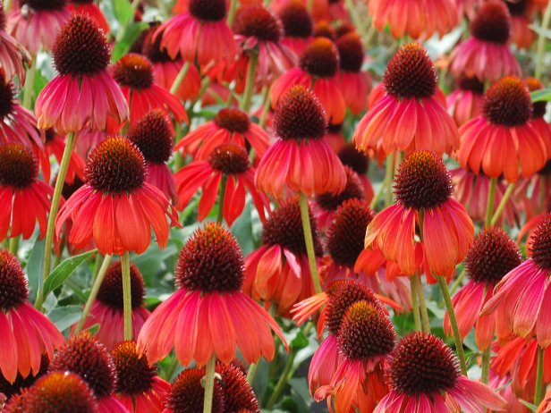 Coneflower Echinacea | HGTV