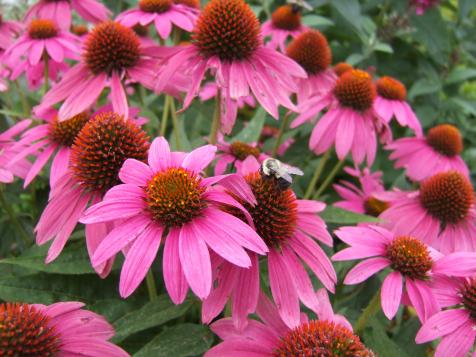 Coneflower: Growing and Caring for Echinacea