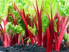 Close-up of rhubarb red stems in the vegetable garden with a nice contrast between red ans green
