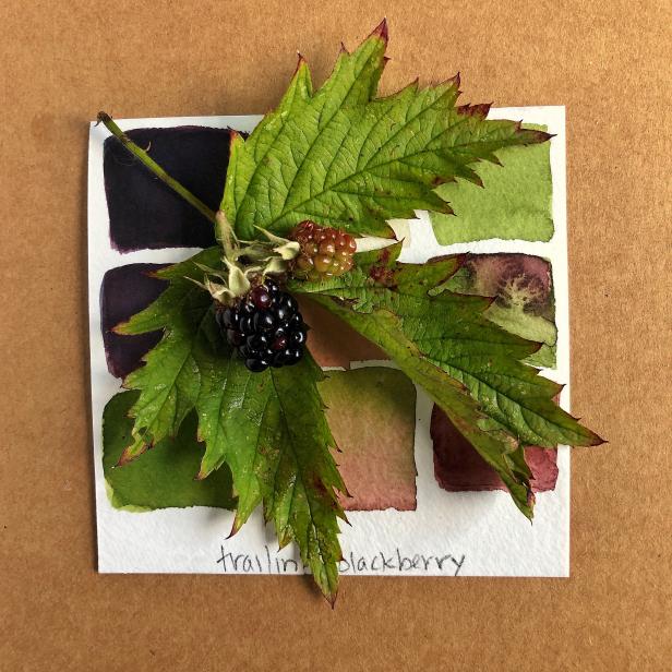 A watercolor color study of a blackberry leaf and berry