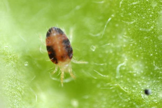 Two-spotted Spider mite