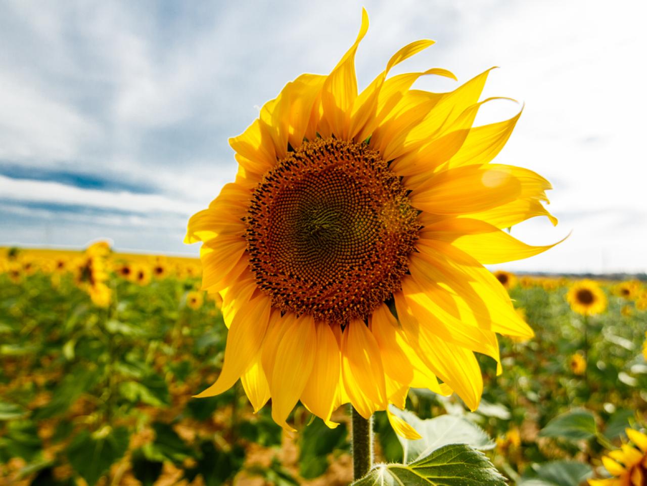 Big and Small Sunflower Varieties - Different Sunflower Sizes | HGTV