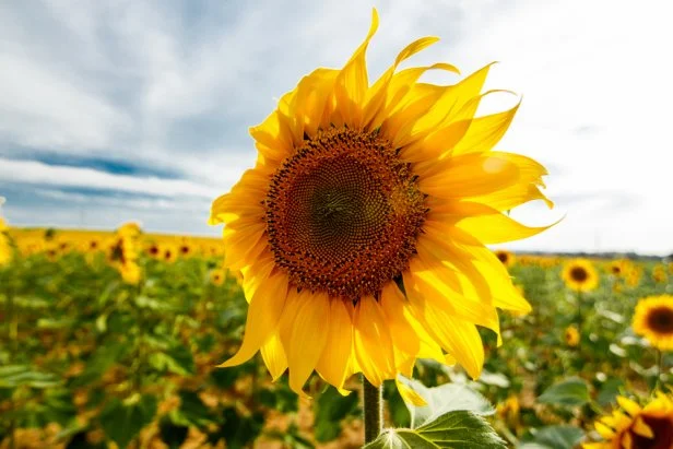 Sunflower Plants Guide: Tips on How to Grow Sunflowers | HGTV