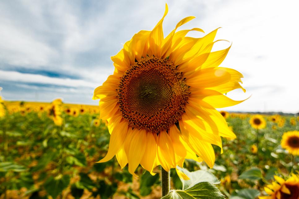 From Dwarfs to Giants, Sunflowers Fit Any Garden Space