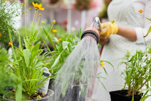 Midsection of female florist watering flower pots in greenhouse