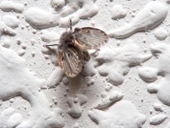 Wild drain fly. Clogmia albipunctata