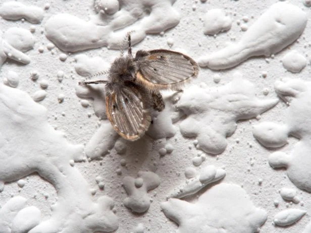How to Get Rid of Drain Flies HGTV