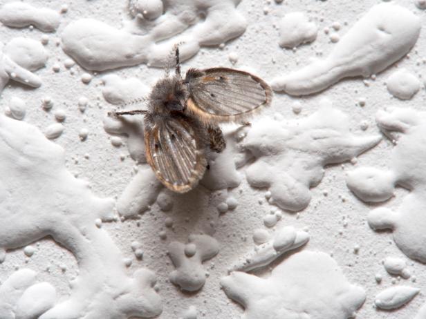 drain fly clogmia albipunctata