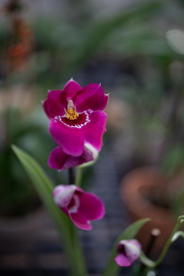 miltoniopsis orchid