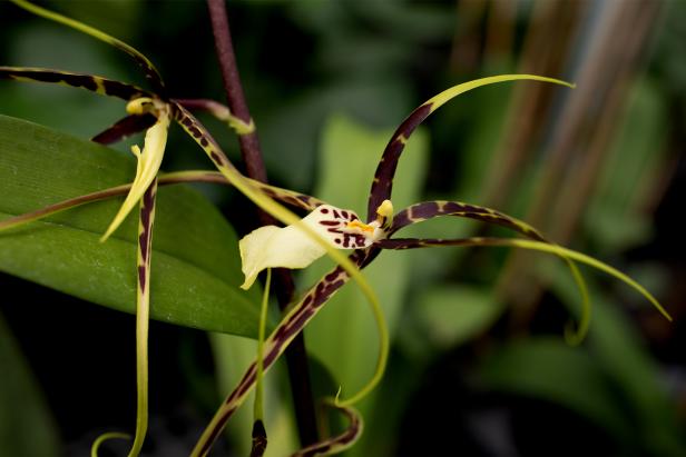oncidium orchid