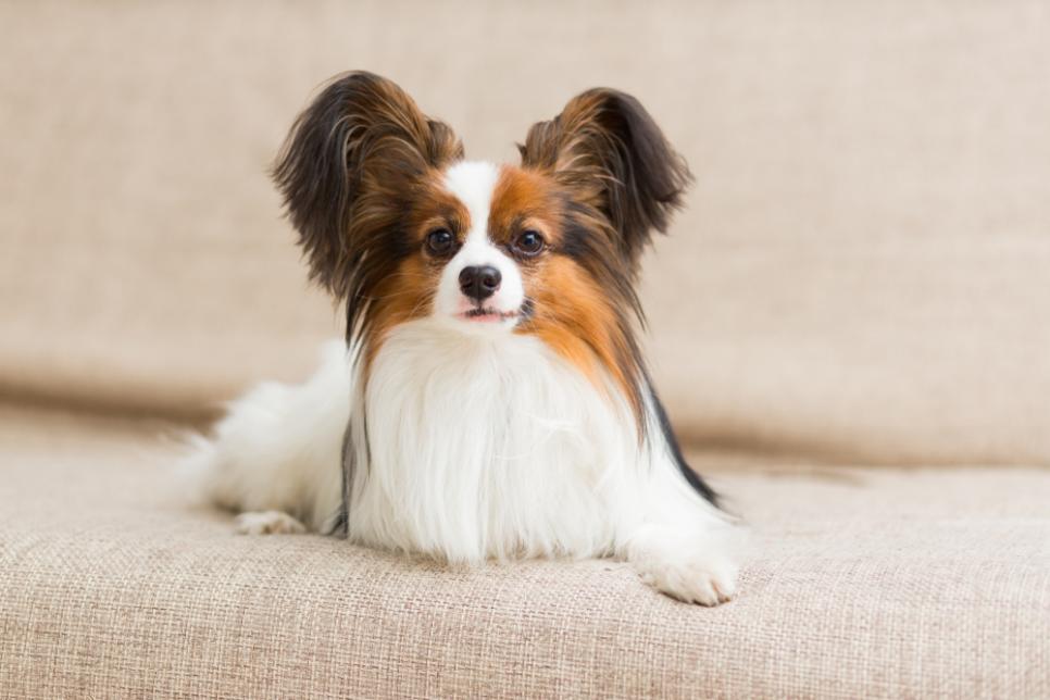 The Best Small Dog Breeds | HGTV