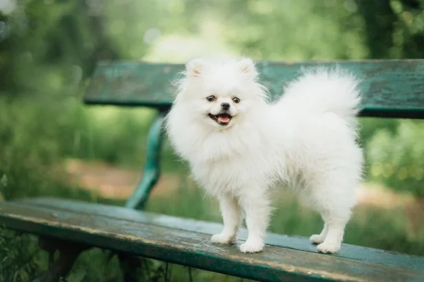 Tiny White Dog Breeds: Discover Adorable Companions