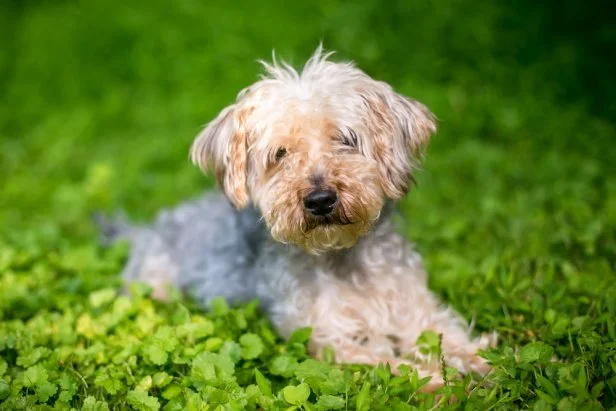 Top Small Dog Breeds: Discover Your Perfect Furry Friend