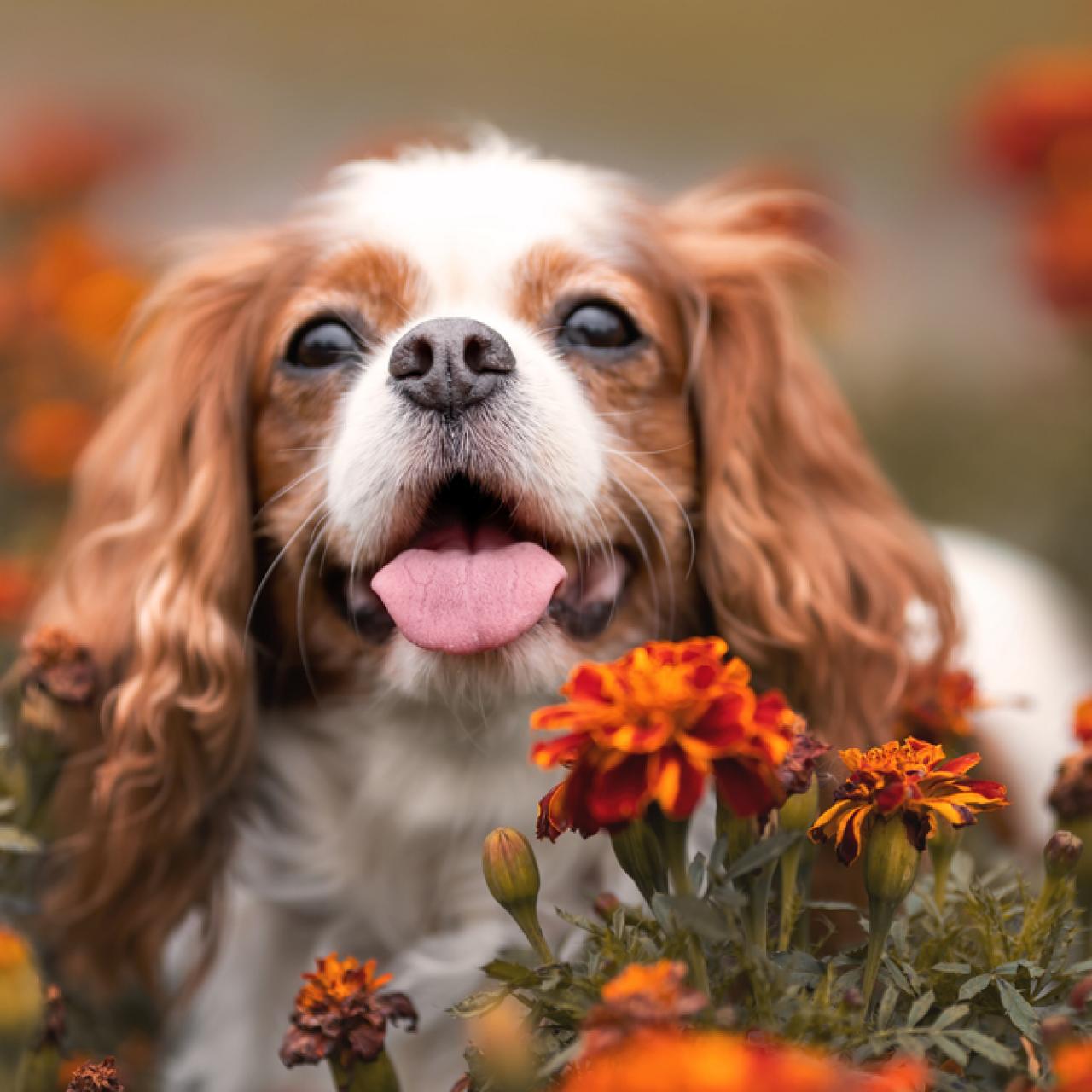 The Best Small Dog Breeds