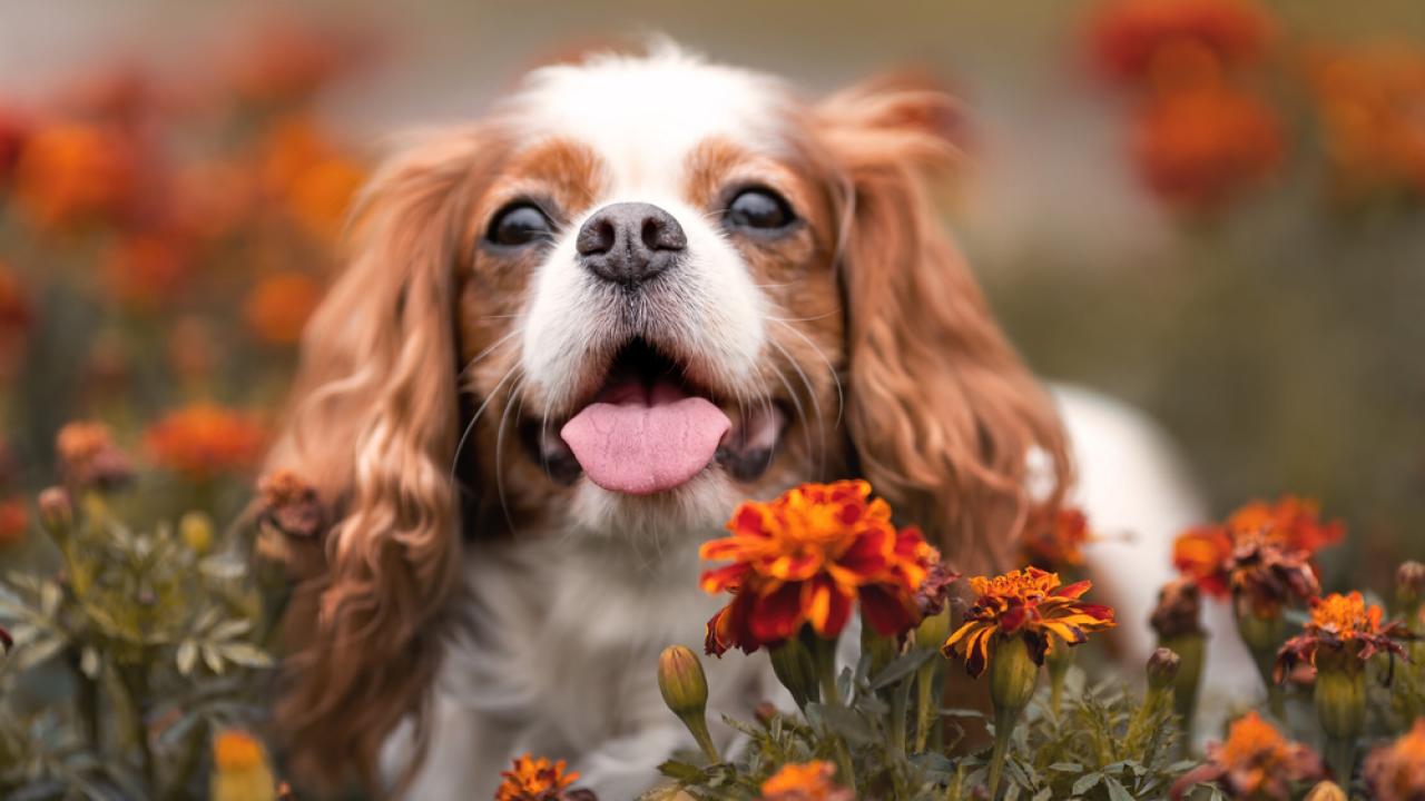 Cavalier king charles clearance spaniel lap dog breeds