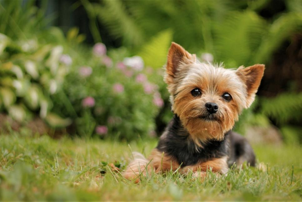 The Best Small Dog Breeds HGTV