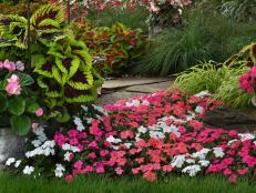 Brighten shady — and sunny — nooks with one of the most goof-proof annuals: impatiens.