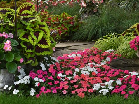 Growing and Caring for Impatiens