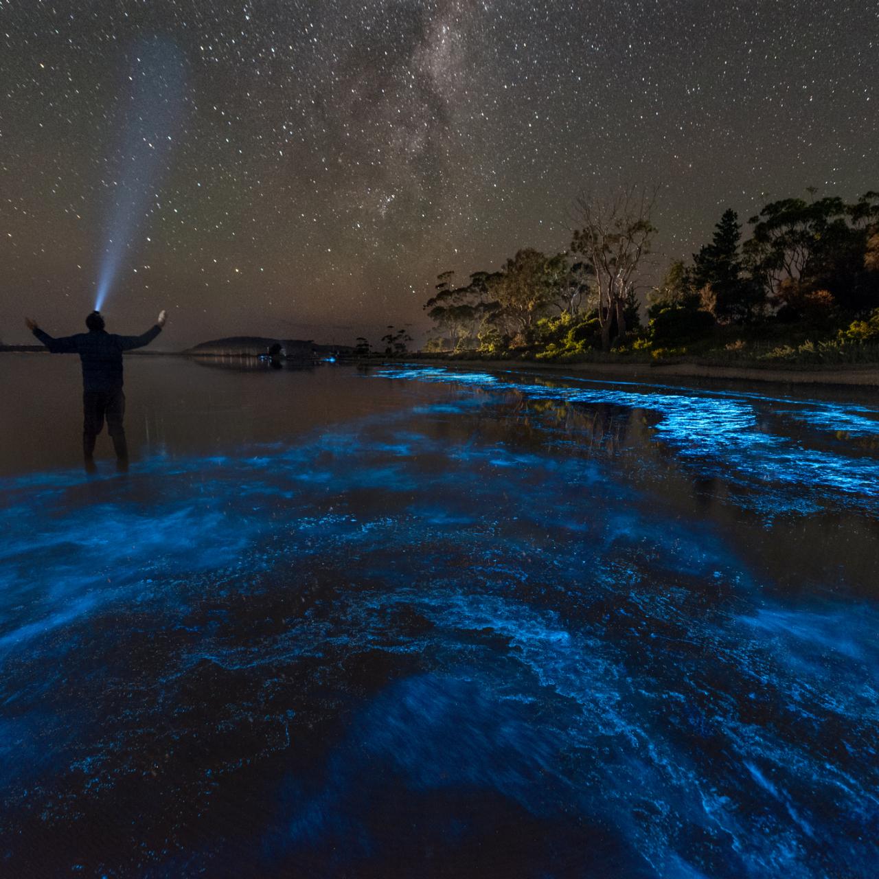 7 Amazing Facts About The Sea Of Stars In The Maldives