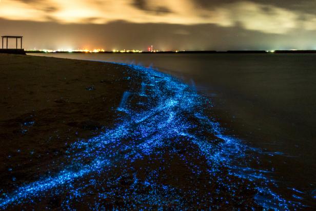 Best Places in the World to See Bioluminescent Sea Creatures - Thrillist