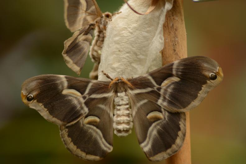 Samia cynthia ( silk moth) hanging on a cocoon. ( in the Saturniidae family)