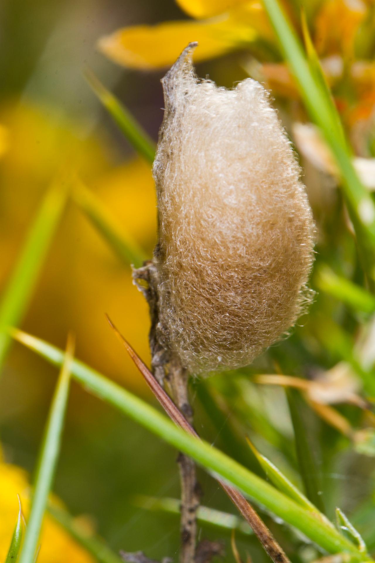 Identifying Insect Cocoons in Your Landscape and Garden HGTV