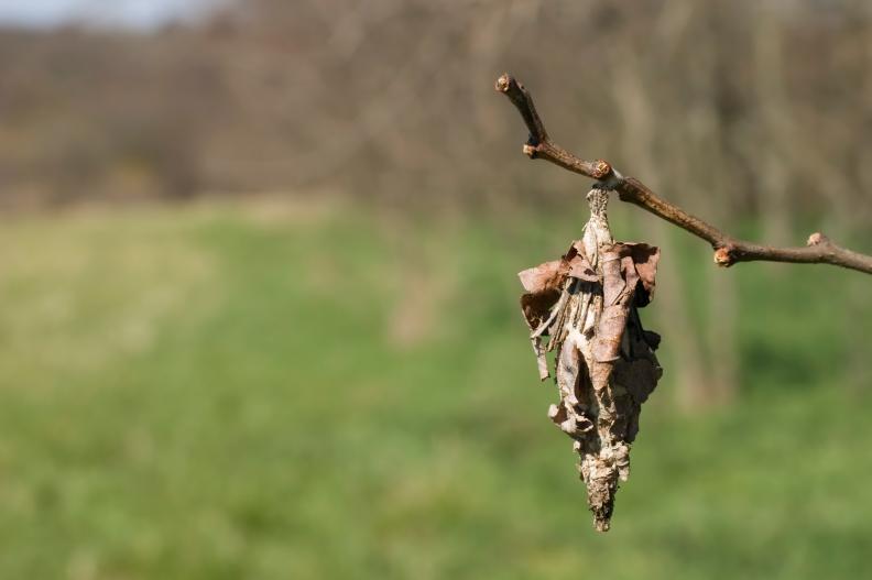 A bagworm pupa hangs from a small tree branch; narrow depth of field.see related: