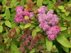 Japanese Spirea