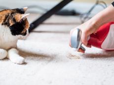 Closeup side profile of calico cat face looking at mess on carpet inside indoor house, home with hairball vomit stain and woman owner cleaning